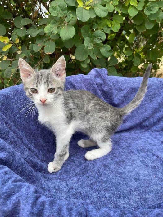 Кошеня, дівчинка, 2-2,5 міс. в пошуках сім'ї