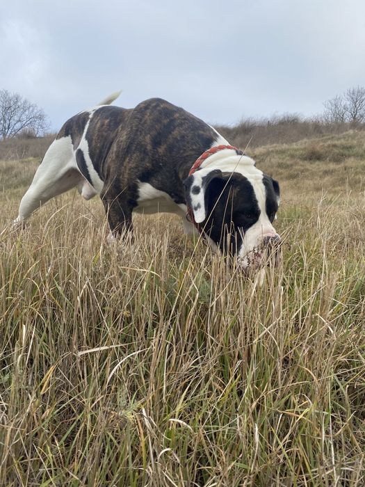 Американський бульдог ( вязка)