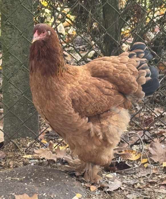 Brahma olbrzymia kury koguty tegoroczne