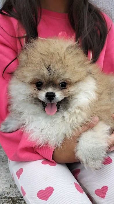 Lulu da Pomerânia macho com LOP (Pedigree) e Afixo