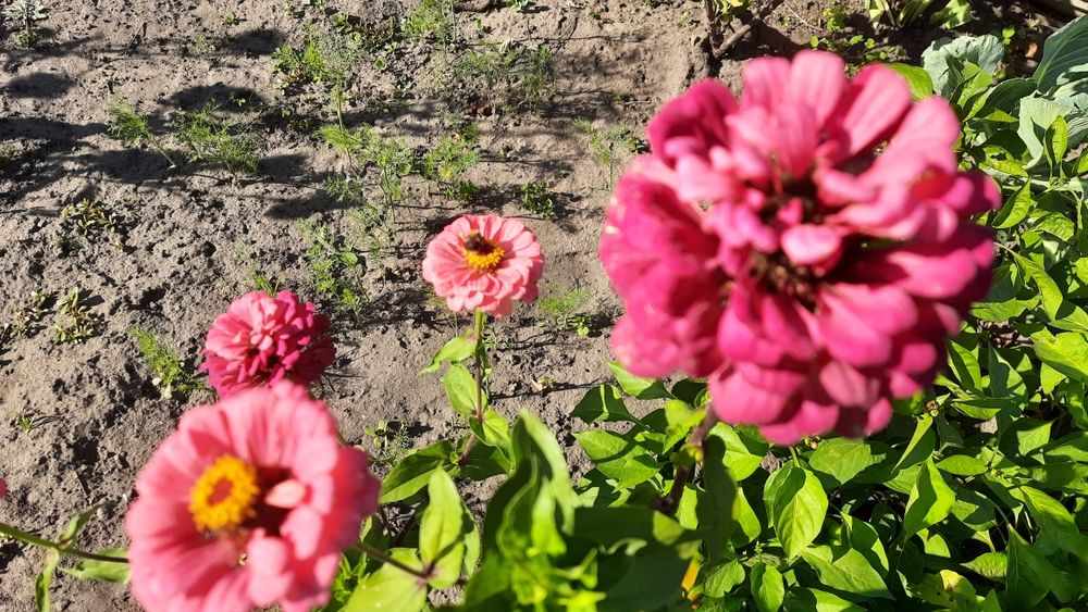 Продам насіння різнокольорових майорів