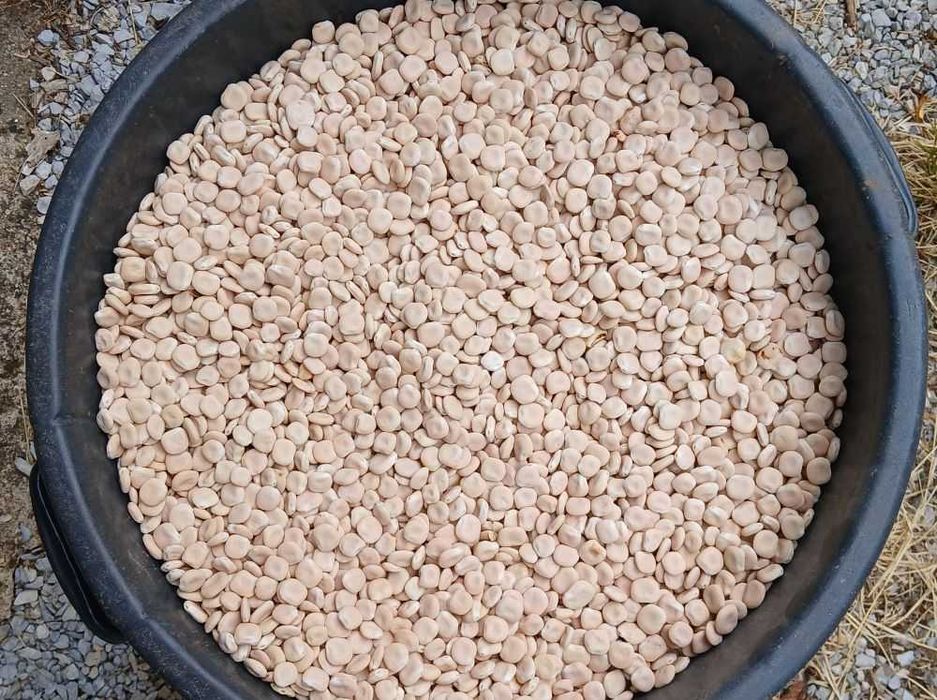 Vendo tremoço seco e crú até 250 kg.