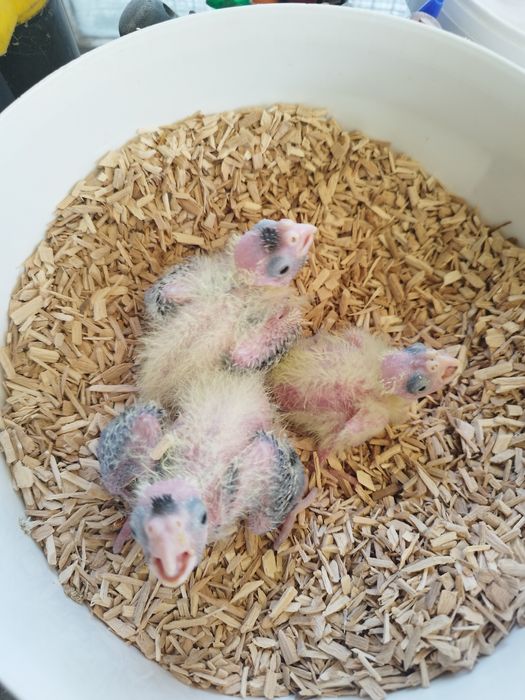 Caturras para criar á mão