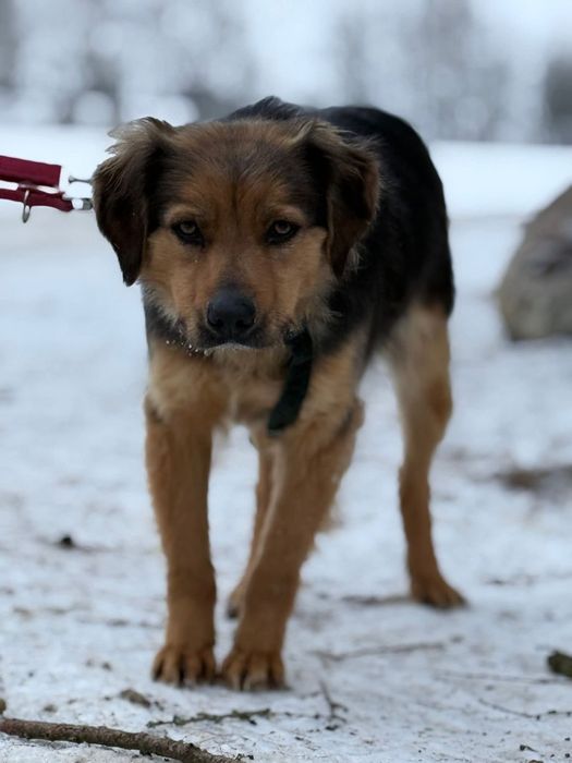 Ciekawska Gusia poleca się do adopcji
