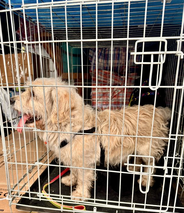 Перевезення тварин по Україні і Європі котів собак перевозка животных