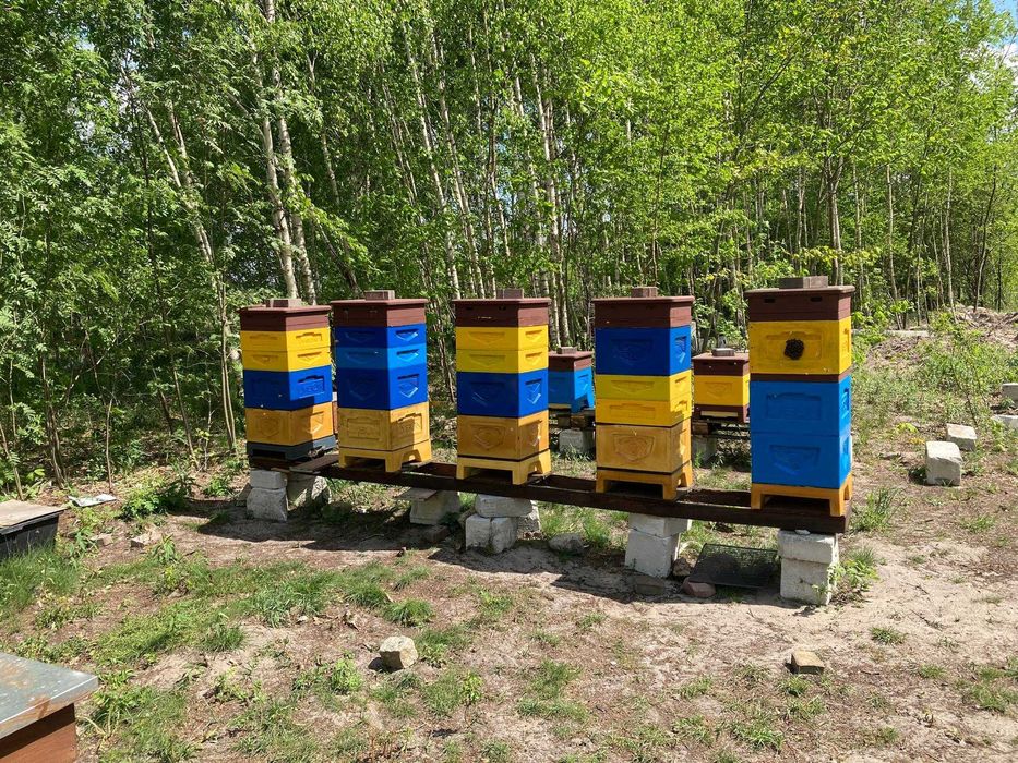 Rodziny pszczele 2025 Krainka Sklenar buckfast ramka Wielkopolska