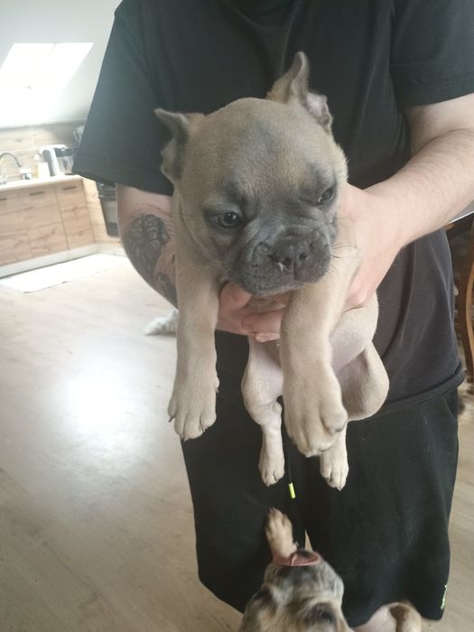Buldog francuski dziewczynka