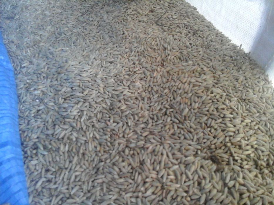 żyto ozime  tegoroczne