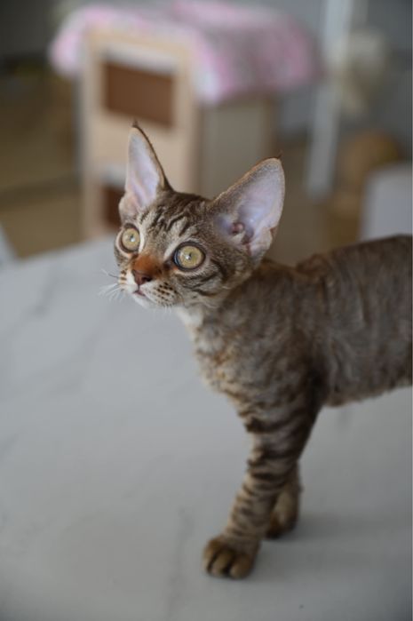 Koteczka Devon Rex Tofi