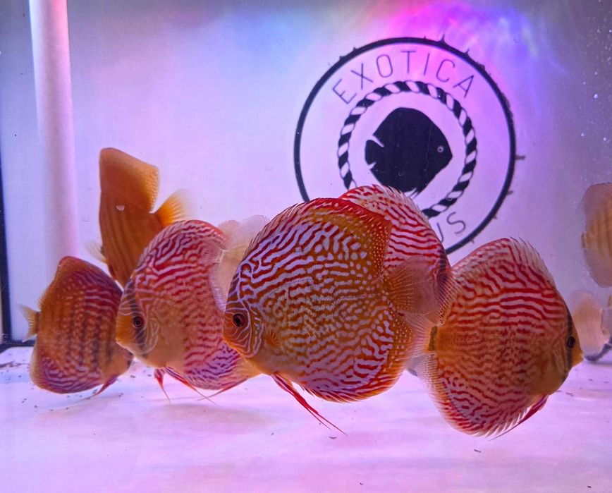 Dyskowce Paletki Red Turquoise x Red Spotted Green   Piwowarski