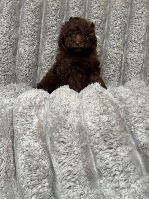 Той пудель девочка