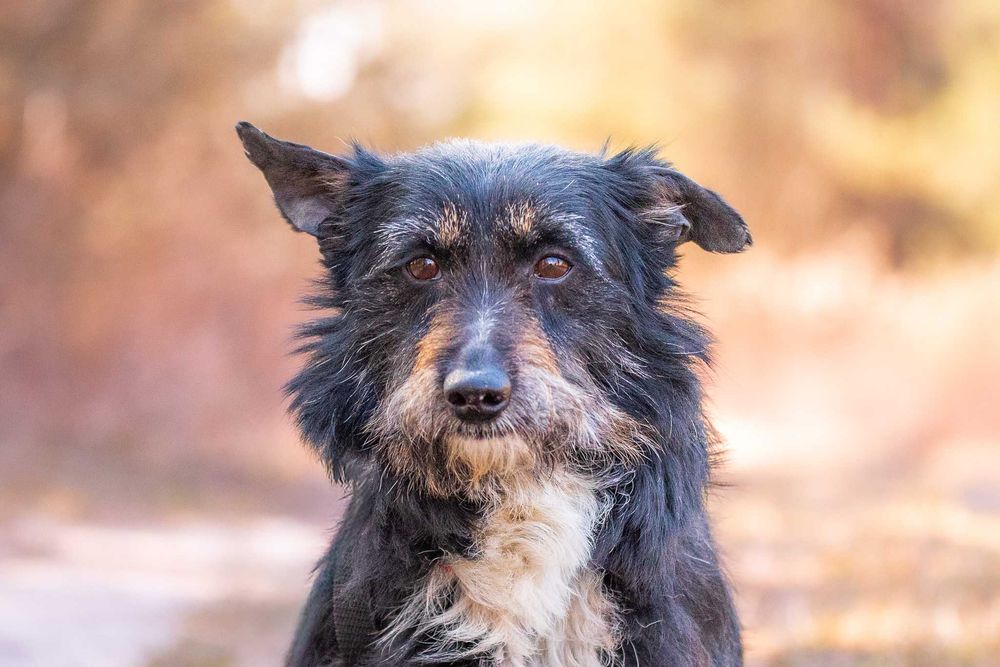 Śliczny, łagodny, mały psiak w typie terreira - Pierrot do adopcji