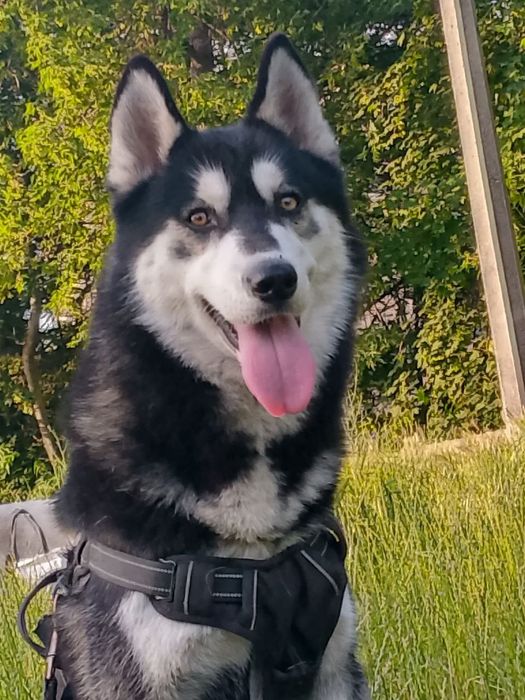 Бесплатно вязка мальчик