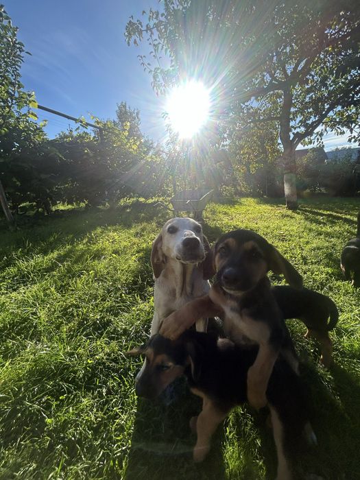 Собаки шукають дім