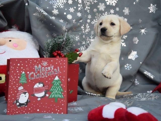 Labrador retriever suka biała