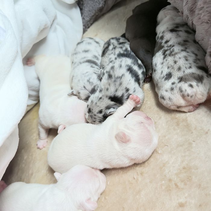 Щеночки французкого бульдога:)