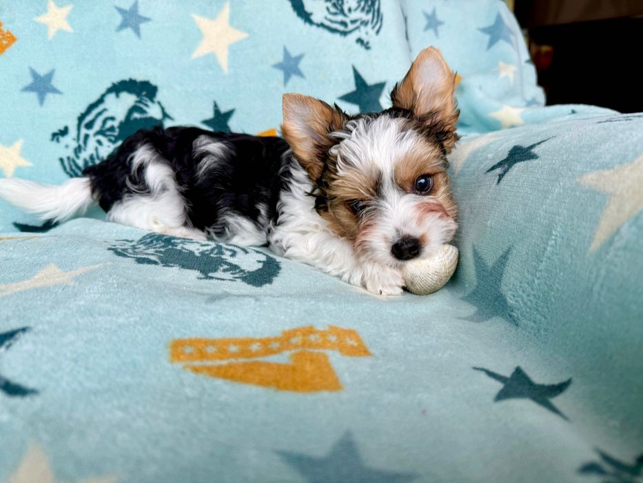 RIO York Biewer do odbioru, rodowód szczepienia