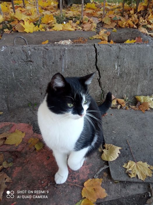 Аліса у відповідальну сім'ю