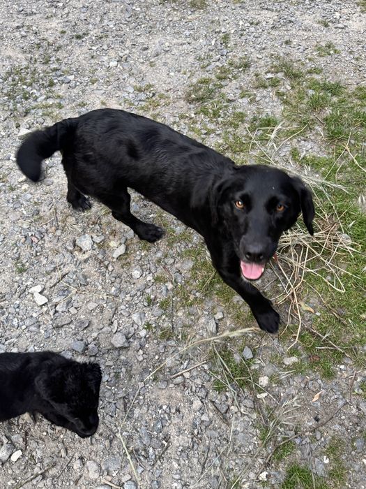 Oddam psa w dobre ręce