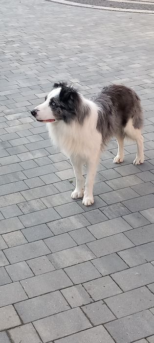 Szczeniak Border collie