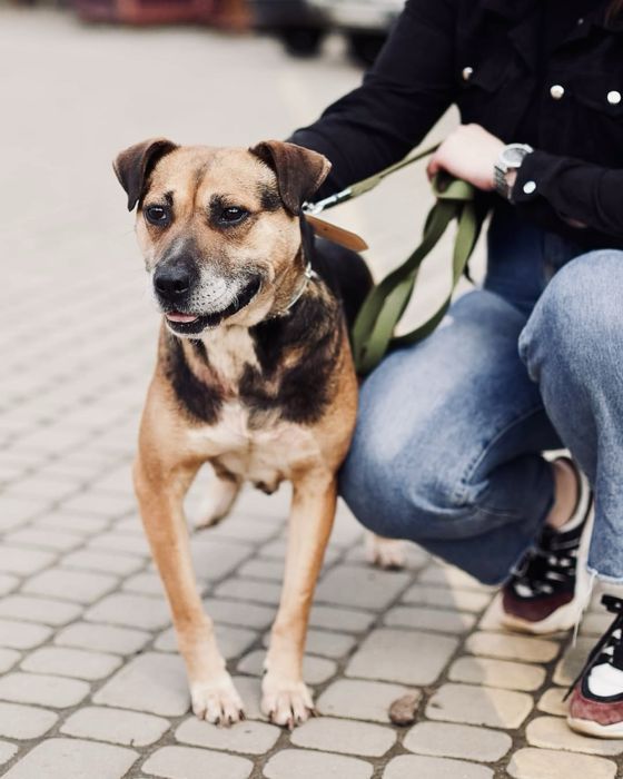Собака ЧІЛЛІ метис стафа в добрі руки Львів, Львівська обл.