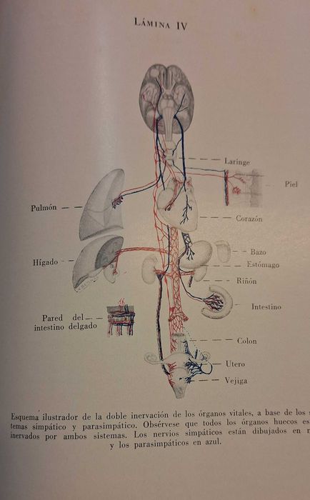 Medicina Endocrinologia - Edição dos aos 40