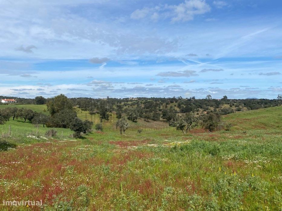 Terreno Rustico com Olival em Vila Nova de São Bento - Serpa