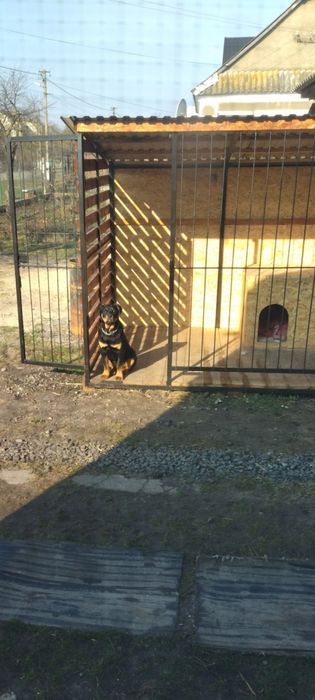 Вольєр для собаки