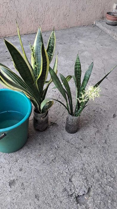 кімнатні  квіти  Сансевієрія 3 види