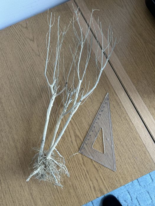 Korzeń do akwarium terrarium DIY ozdoba drzewko