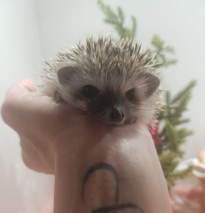 Jeż pigmejski Jeż afrykański