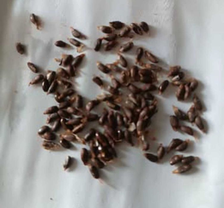 Pimenta-da-Costa (Grãos-do-Paraíso) – Sementes Naturais
