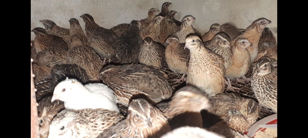 Ovos férteis e codornizes