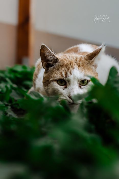 Sześcioletni Wincent do adopcji