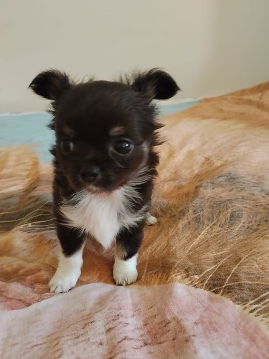 Chihuahua piesek