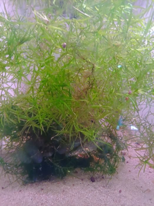 Musgo de Java  (porção)