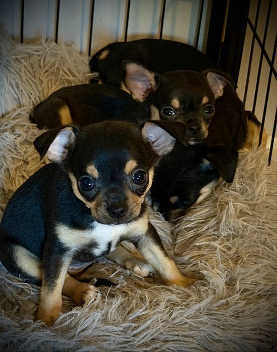 Chihuahua suczka tricolor
