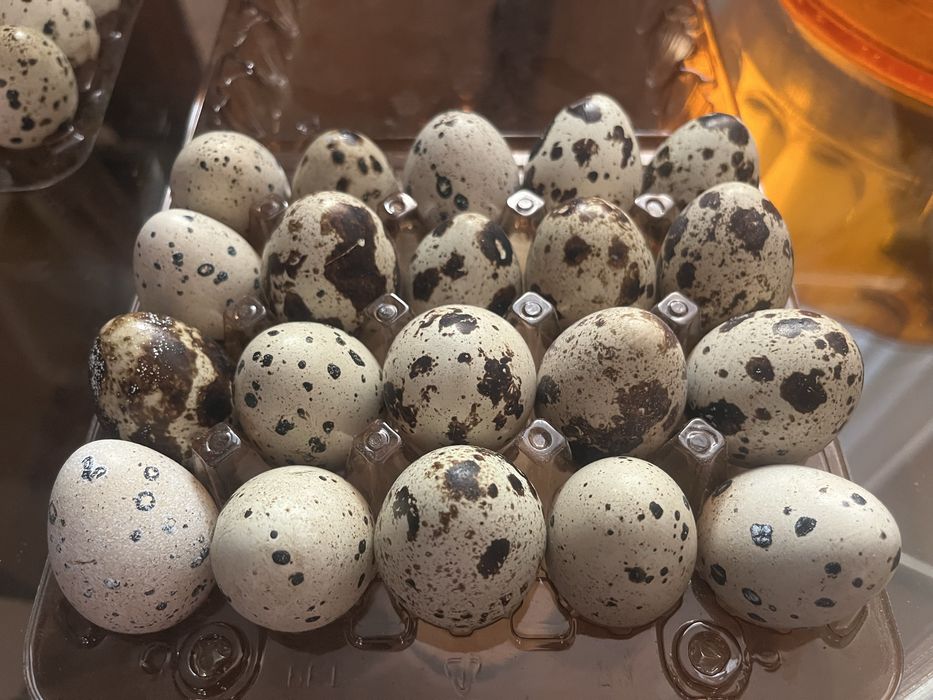 Продам перепелині яйця