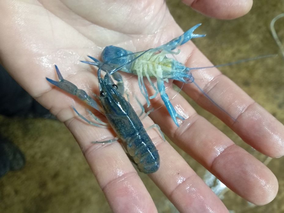 Австралійський рак