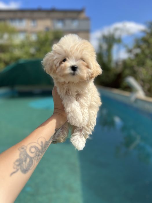 Мальтіпу міні хлопчик VIP