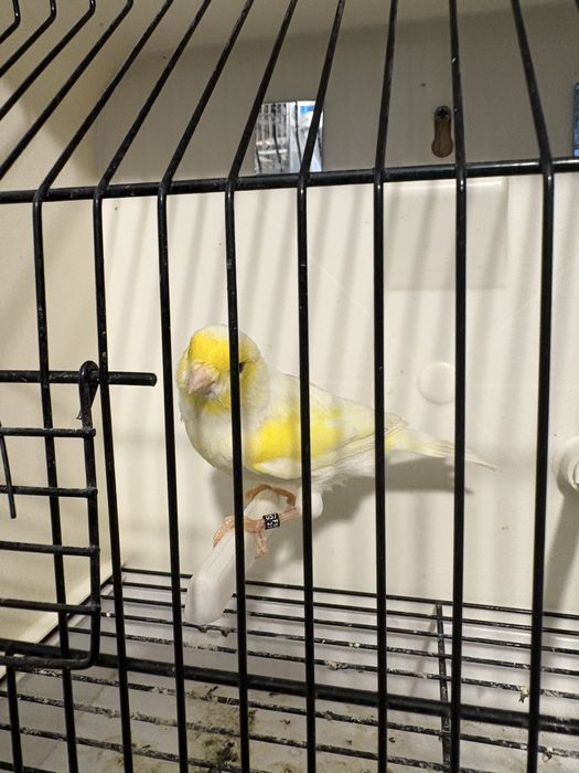 Canários Mosaico Amarelo