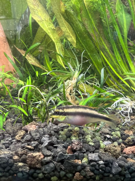 Crias de Kribensis 3/4cm