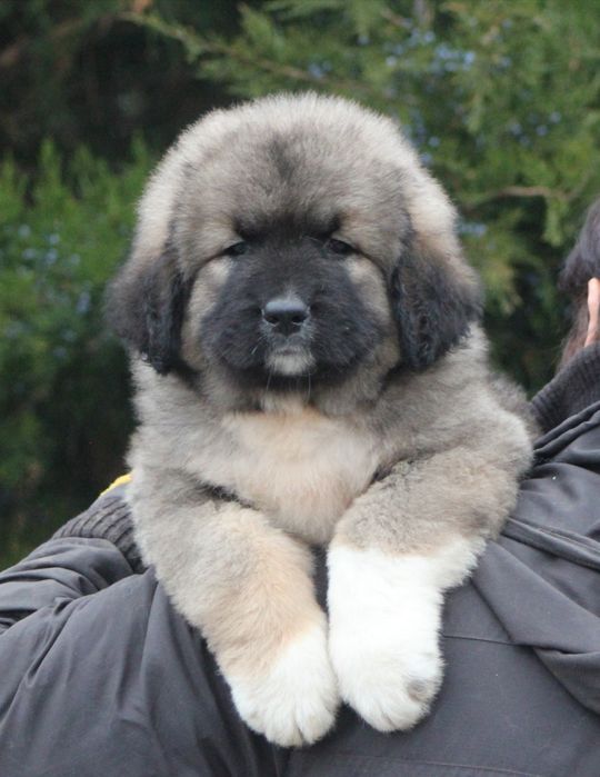 Кобели с интересной родословной