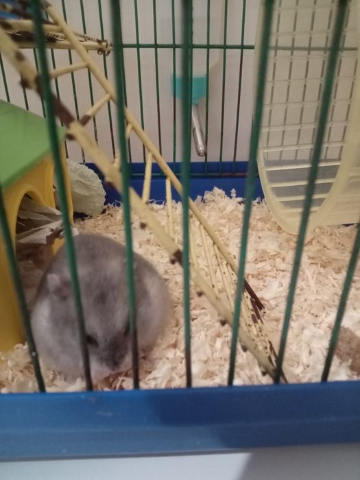 Хомячок (джонгарик)+клетка, домик,колесико мисочка,прогул.шар.