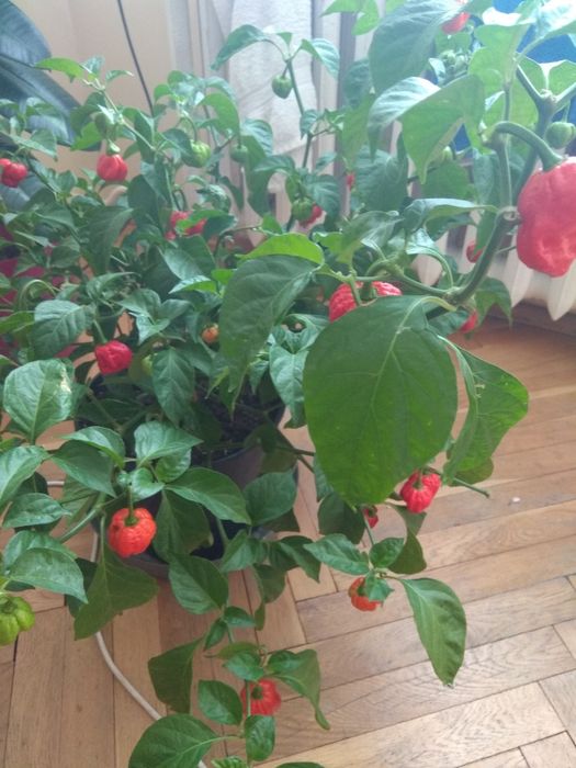 Carolina Reaper NASIONA