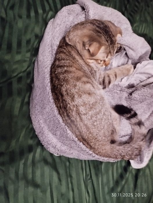 Котик веслоухий красивый