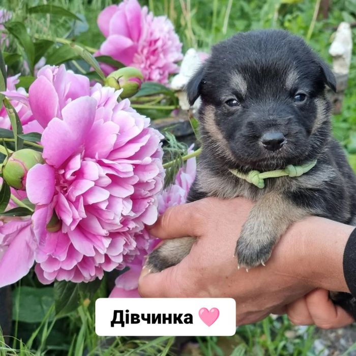 Дівчатка шукають родини