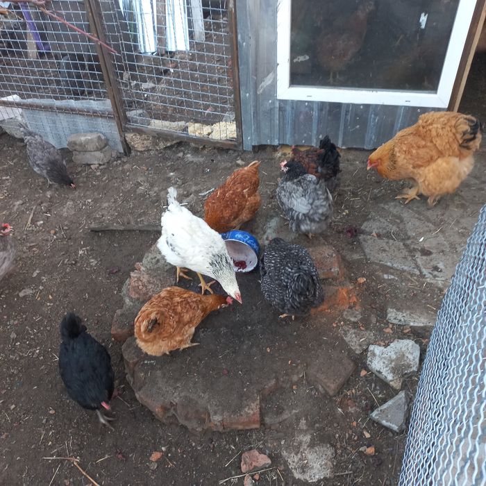 Курочки доминанты