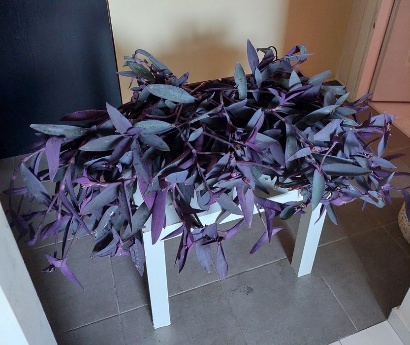 Trzykrotka purpurowa