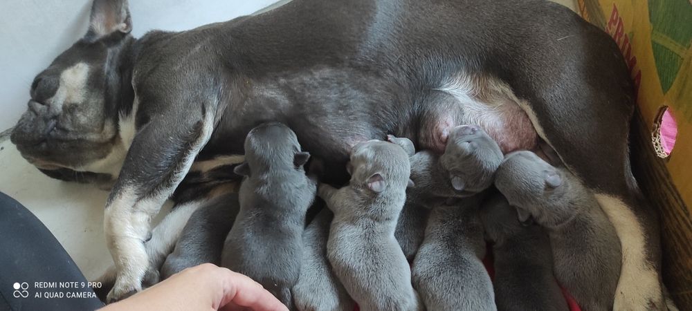 Вязка элитного мальчика